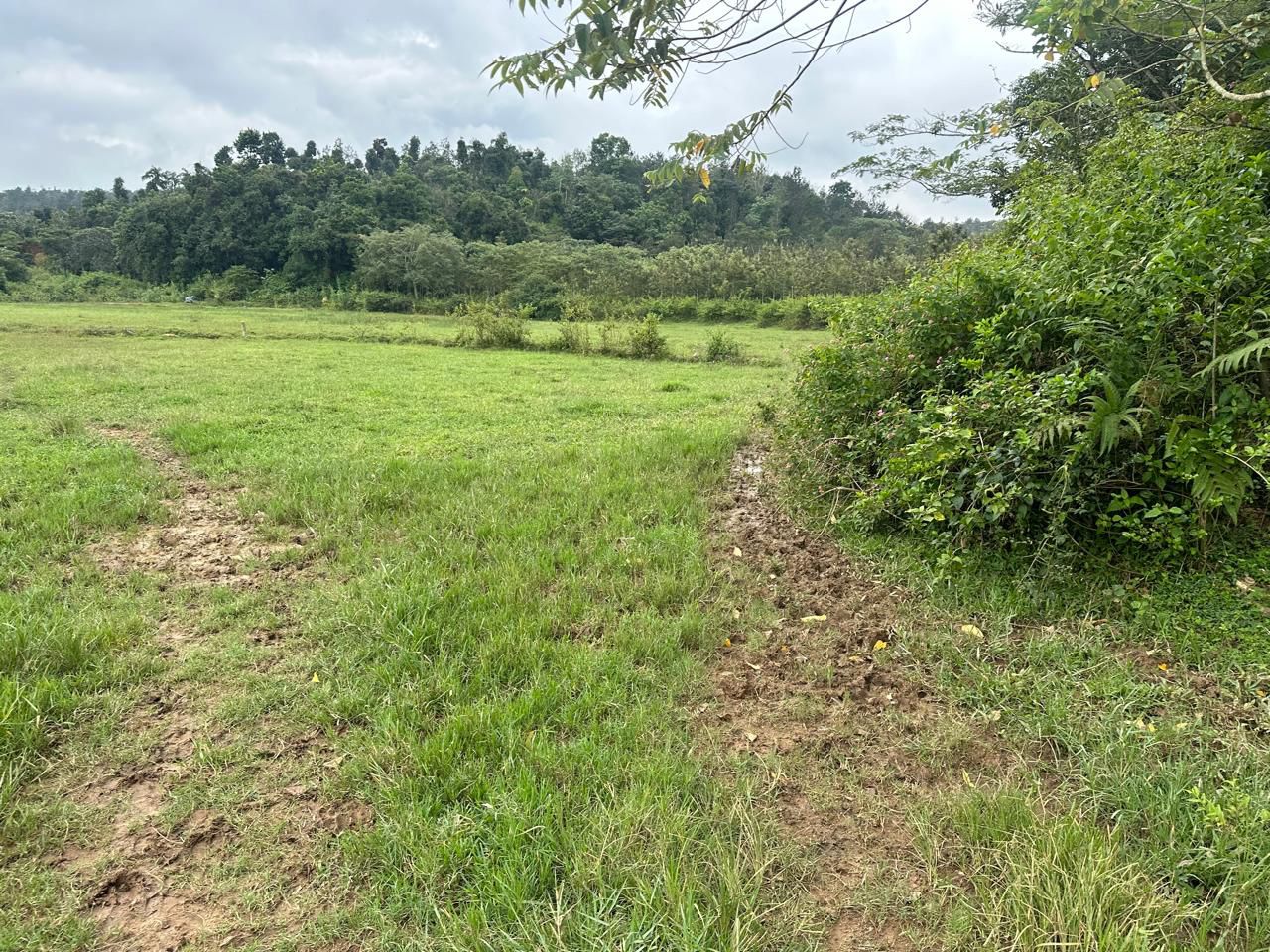 3 acre agri land for sale in Mudigere